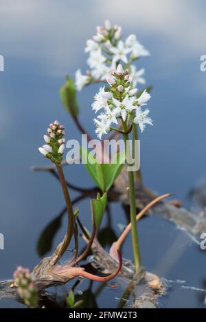 Bogbean en fleurs, Menyanthes trifoliata dans l'eau Banque D'Images