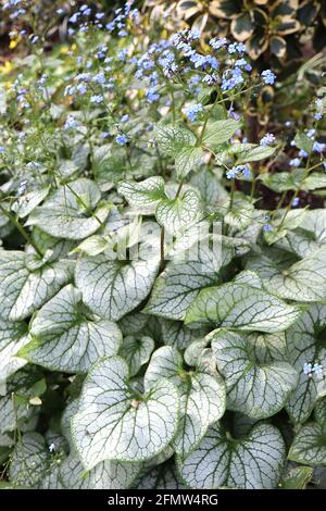 Brunnera macrophylla ‘cœur de la Sibérie’ Bugloss de la mer cœur – petites fleurs bleu vif et feuilles d’argent fortement tachetées, mai, Angleterre, Royaume-Uni Banque D'Images