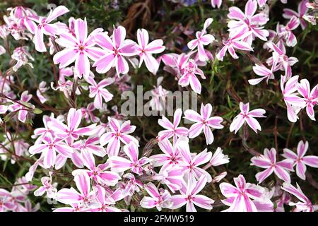 Phlox subulata ‘Candy Stripe’ Creeping phlox Candy Stripe – fleurs blanches en forme d'étoile avec des brossons roses et de petites marques de cerise basale Banque D'Images