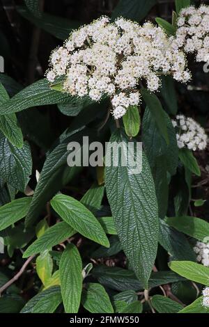 Viburnum rhytidophyllum Leatherleaf viburnum – grappes bombées de petites fleurs blanches et de feuilles oblongues ridées, May, Angleterre, Royaume-Uni Banque D'Images