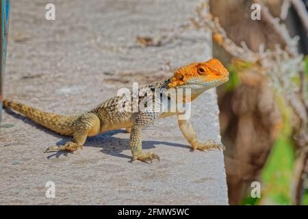 Stellagama Lizard à l'ancien mur de Corfou en Grèce Banque D'Images