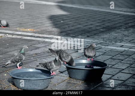 Beaucoup d'oiseaux, de pigeons et de colombes avec des plumes vertes et violettes colorées dans leur cou sur les graines d'oiseaux et les aliments à beyazit istanbul. Banque D'Images