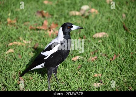 Un gros plan d'une magpie australienne sur une pelouse, avec une lame d'herbe assise au-dessus du bec de l'oiseau Banque D'Images