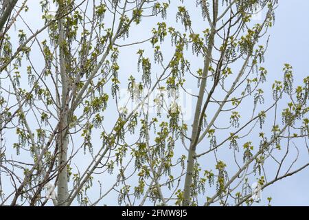 Papier de printemps bouleau blanc avec de nouvelles feuilles et de nouvelles fleurs contre le ciel pluvieux couvert Banque D'Images