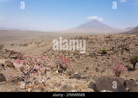 Paysage du lac Natron, en Tanzanie, en Afrique. Ol Doinyo Lengai volcano. Montagne de Dieu. Panorama de l'Afrique Banque D'Images