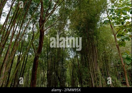 Beauté cachée de la mystérieuse forêt de bambou à l'obscurité, moody midi à Nan, Thaïlande Banque D'Images