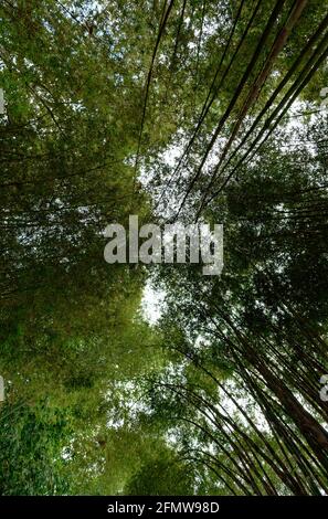 Beauté cachée de la mystérieuse forêt de bambou à l'obscurité, moody midi à Nan, Thaïlande Banque D'Images