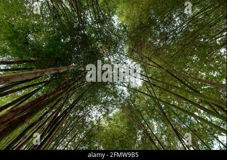 Beauté cachée de la mystérieuse forêt de bambou à l'obscurité, moody midi à Nan, Thaïlande Banque D'Images