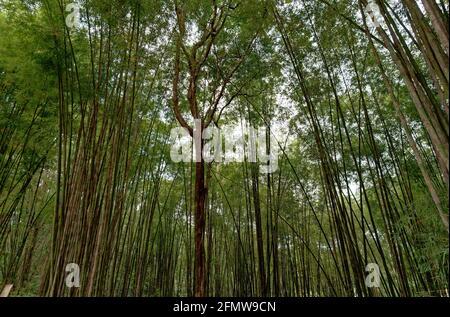 Beauté cachée de la mystérieuse forêt de bambou à l'obscurité, moody midi à Nan, Thaïlande Banque D'Images