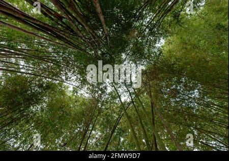 Beauté cachée de la mystérieuse forêt de bambou à l'obscurité, moody midi à Nan, Thaïlande Banque D'Images