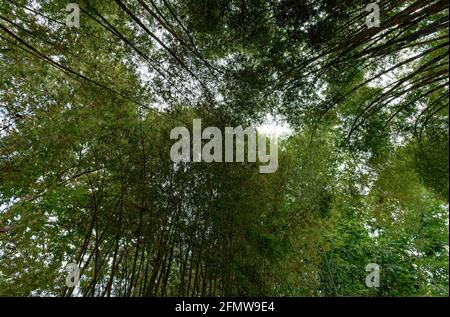 Beauté cachée de la mystérieuse forêt de bambou à l'obscurité, moody midi à Nan, Thaïlande Banque D'Images