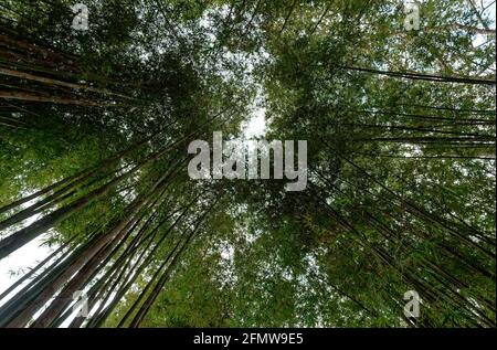 Beauté cachée de la mystérieuse forêt de bambou arrière-plan à l'obscurité, moody midi à Nan, Thaïlande Banque D'Images