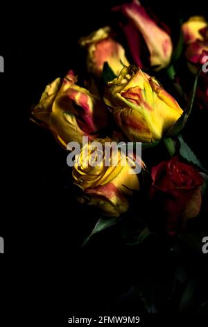 Bouquet de roses jaunes et rouges sur fond noir Banque D'Images