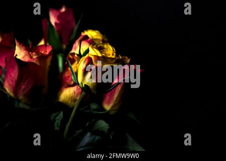 Bouquet de roses jaunes et rouges sur fond noir Banque D'Images