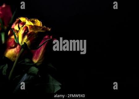 Bouquet de roses jaunes et rouges sur fond noir Banque D'Images