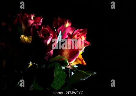 Bouquet de roses jaunes et rouges sur fond noir Banque D'Images