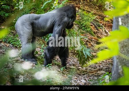 Silverback Gorilla des basses terres de l'Ouest au zoo d'Atlanta près du centre-ville d'Atlanta, en Géorgie. (ÉTATS-UNIS) Banque D'Images