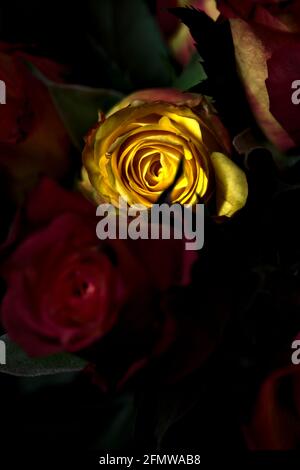 Bouquet de roses jaunes et rouges sur fond noir Banque D'Images