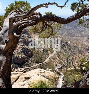 Vue depuis Windy point Vista, Catalina Highway au loin, Mt. Lemmon, Santa Catalina Mountains, Tucson, Arizona Banque D'Images