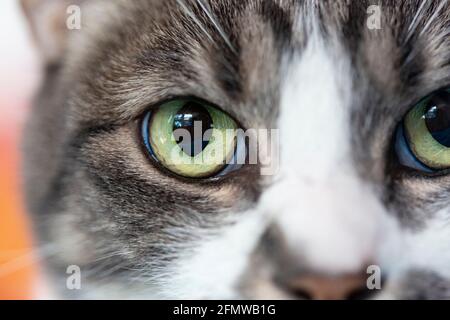 Gros plan des yeux de chat vert, domestique Shorthair, rayé gris et blanc tabby chat. Banque D'Images