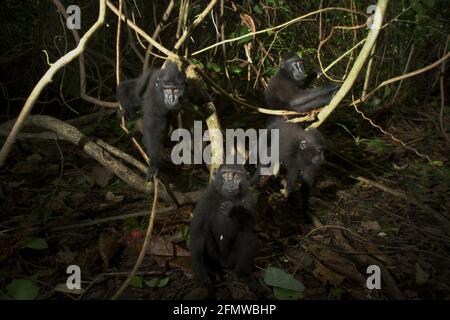 Une troupe de jeunes Celebes de macaques à crête (Macaca nigra) regardent curieusement à la caméra alors qu'ils se regroupent sur un liana dans la forêt de Tangkoko, au nord de Sulawesi, en Indonésie. L'habitat naturel de cette espèce protégée est la forêt de plaines qui s'étend du niveau de la mer à une altitude d'environ 1 300 mètres, selon les scientifiques primates. © Reynold Sumayku Banque D'Images