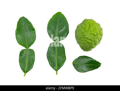 Fruits bergamote frais isolés ou kaffir lime et feuille sur fond blanc, arrangement d'un fruit bergamote et différentes formes de la feuille, plat Banque D'Images