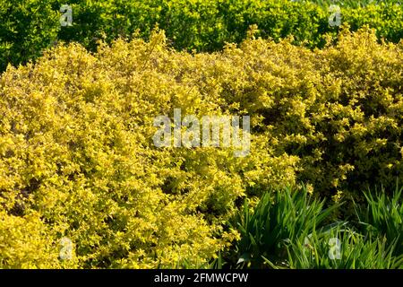 Spirea 'Golden Princess' Spiraea japonica hedge Banque D'Images