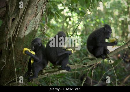 Un groupe de jeunes macaques à cragoût noir (Macaca nigra) de Sulawesi mangeant des fruits alors qu'ils sont assis sur une branche d'un arbre dans leur habitat naturel dans la forêt de Tangkoko, au nord de Sulawesi, en Indonésie. L'alimentation est l'une des cinq classes d'activité macaque à crête identifiées par Timothy O'Brien et Margaret Kinnaird dans un document de recherche publié pour la première fois dans la Revue internationale de Primatologie en janvier 1997. Lors de l'alimentation, un macaque à crête « se cache, cuelait, manipulait, mastication, placement de nourriture dans la bouche ou manipulation du contenu d'une poche de joue », indique le rapport. Banque D'Images