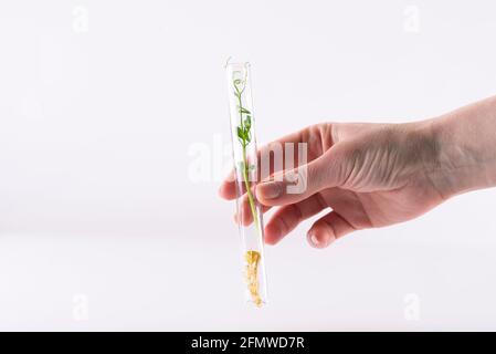 Microgreens de pois verts dans un tube de test chimique en verre sur fond clair. Une main tient un tube à essai avec des microverts. Croissance et recherche micr Banque D'Images