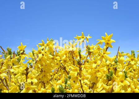 Forsythia fleurit contre le ciel bleu dans une journée ensoleillée Banque D'Images