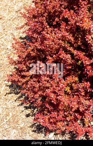 Berberis admiration Barberry japonais Banque D'Images