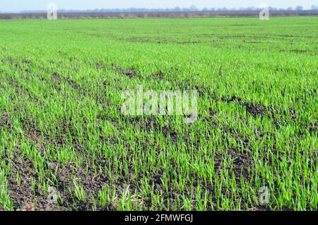 Agriculture, culture céréalière, production de blé et d'orge : un champ avec de jeunes blé d'hiver vert, des pousses d'orge, des pousses au début du printemps. Banque D'Images