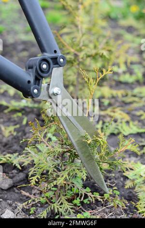 Élagage d'un arborvitae clairsemé: Couper et tailler un peu de feuillage d'une jeune plante de thuya, arborvitae brabant pour encourager la croissance à l'aide de cisailles à haies. Banque D'Images
