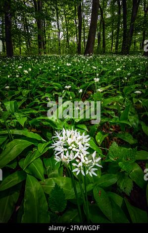 Mecsek, Hongrie - fleurs d'ail blanc sauvage (Allium ursinum ou Ramsons) qui fleurissent au printemps dans la forêt sauvage de Mecsek Banque D'Images