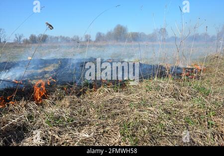 L'herbe sèche au feu au printemps. Brûler de l'herbe sèche au printemps est rapidement hors de contrôle. Banque D'Images