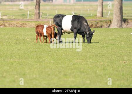 Une vache Lakenvelder avec deux veaux blancs bruns broutage Dans un pré hollandais vert Banque D'Images