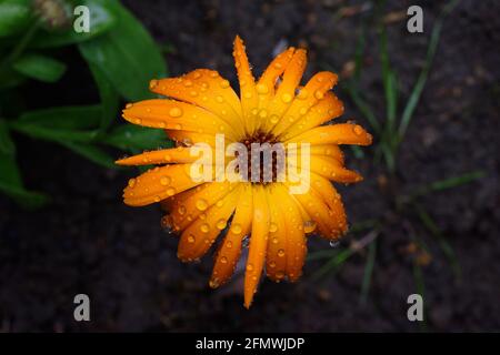 calendula gros plan de la fleur de marigold avec des gouttes de pluie contre le noir arrière-plan Banque D'Images