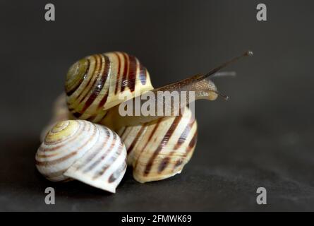 La couleur de la lèvre de la coque est un diagnostic dans l'identification de l'escargot à lèvres blanches. Petit mollusque commun principalement des zones côtières Banque D'Images