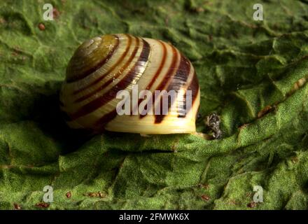 La couleur de la lèvre de la coque est un diagnostic dans l'identification de l'escargot à lèvres blanches. Petit mollusque commun principalement des zones côtières Banque D'Images