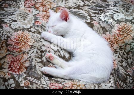 Petit chaton blanc couché et dormant sur une couverture à motif floral. Banque D'Images