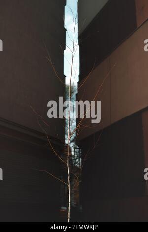 Petit tronc d'arbre sans feuilles dans le fond des murs de béton, scène urbaine Banque D'Images