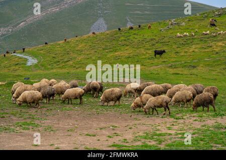 Un troupeau de moutons marche dans un pré vert Banque D'Images