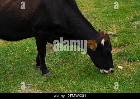 Vache noire mangeant de l'herbe dans la prairie Banque D'Images