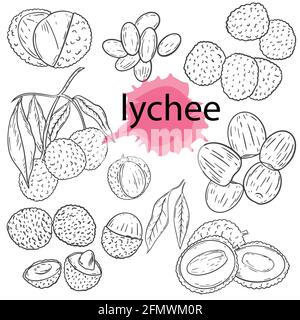 Ensemble de contour de fruits Litchi. Vecteur. Esquisse. Lychee en croissance. Illustration de Vecteur