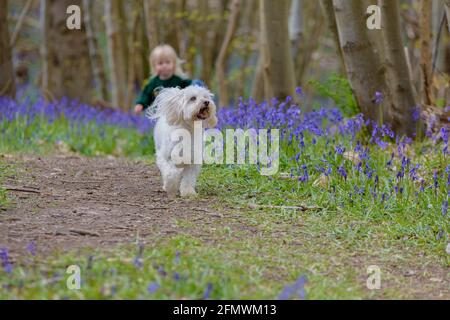 Jeune fille avec son chien dans le printemps Bluebells de Guestling Wood, Pett, près de Hastings, East Sussex, Angleterre, ROYAUME-UNI Banque D'Images