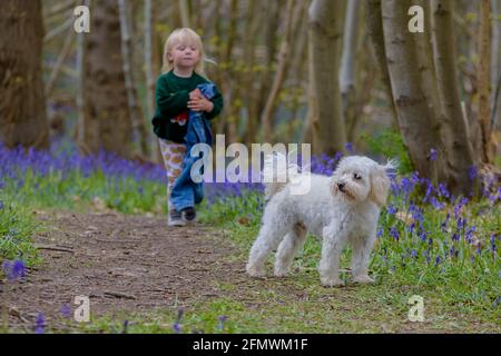 Jeune fille avec son chien dans le printemps Bluebells de Guestling Wood, Pett, près de Hastings, East Sussex, Angleterre, ROYAUME-UNI Banque D'Images