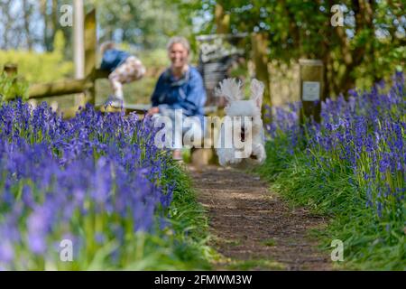 Une mère et un tout-petit marchant avec un joli petit chien blanc pris en courant en plein air dans le sentier Spring Bluebells à Guestling Wood, Pett, près de Hastings, East Sussex, Angleterre, ROYAUME-UNI Banque D'Images