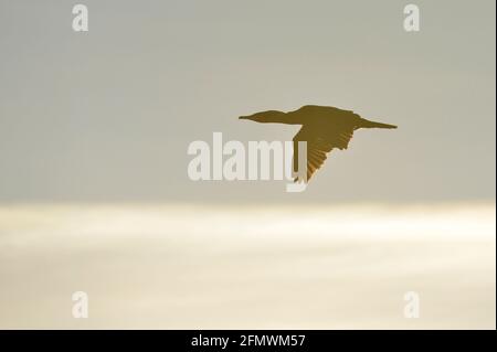 Grand Cormoran - Phalacrocorax carbo Banque D'Images