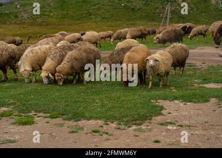 Un troupeau de moutons marche dans un pré vert Banque D'Images