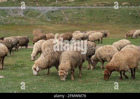 Un troupeau de moutons marche dans un pré vert Banque D'Images